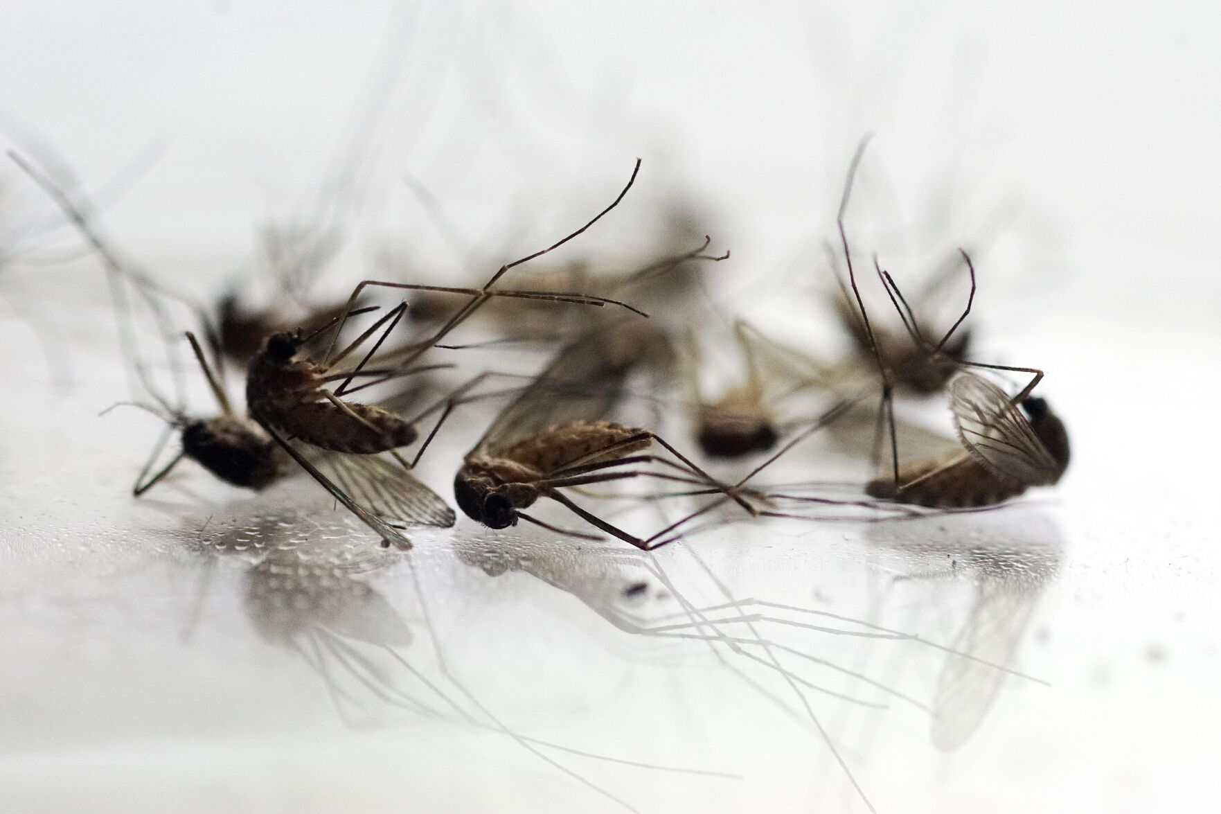 WESTNILE